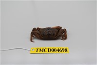 藏品(萬歲大眼蟹)的圖片